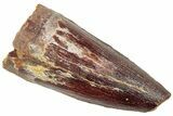 Fossil Spinosaurus Tooth - Real Dinosaur Tooth #239256-1